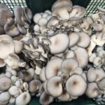 One pound bag of Oyster Mushrooms