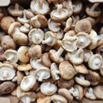 One pound bag of Shiitake Mushrooms