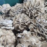One pound bag of Maitake Mushrooms